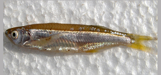 Neobola stellae