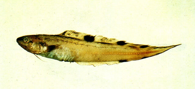 Neobythites stigmosus