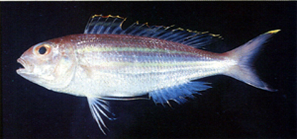 Nemipterus thosaporni