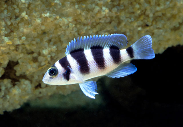 Neolamprologus tretocephalus