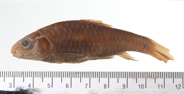 Neolissochilus vittatus