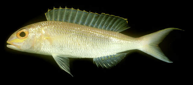 Nemipterus zysron