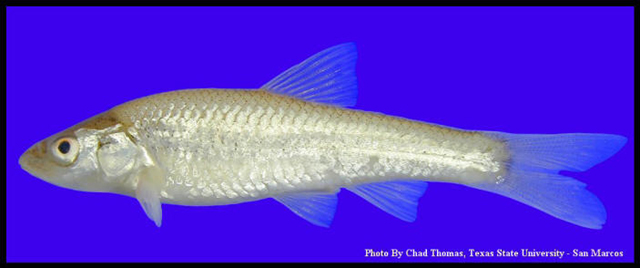 Notropis buccula