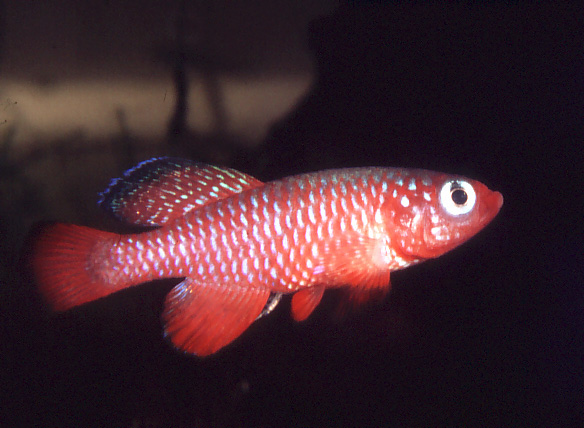 Nothobranchius cardinalis