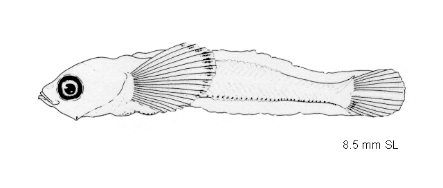 Normanichthys crockeri