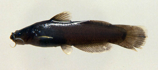 Noturus funebris