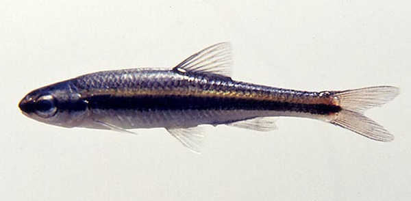 Notropis harperi