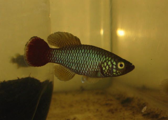 Nothobranchius hengstleri