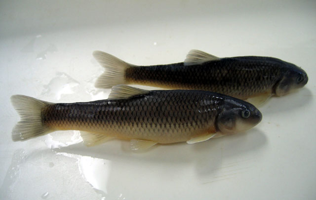 Nocomis leptocephalus