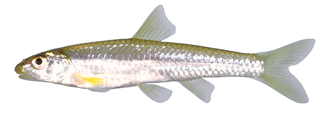 Notropis longirostris