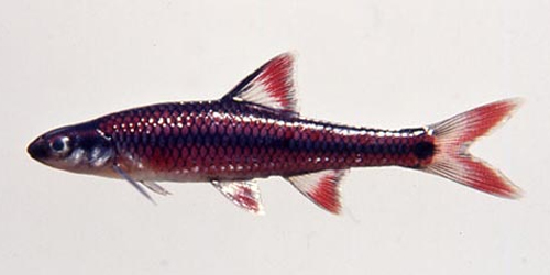 Notropis maculatus