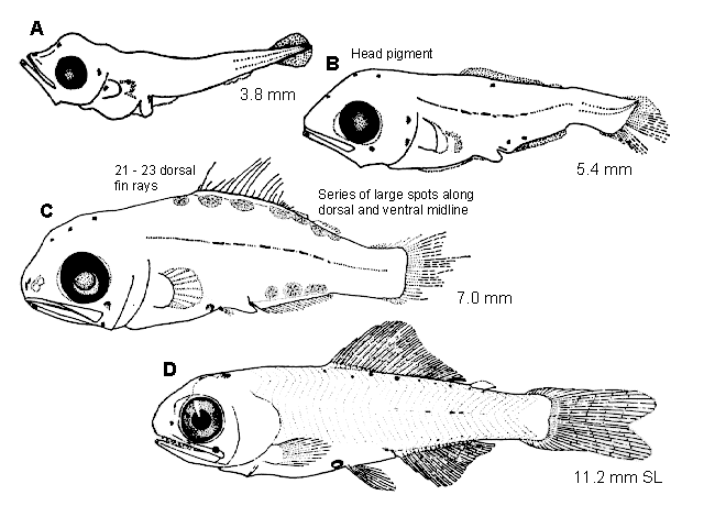 Notoscopelus resplendens