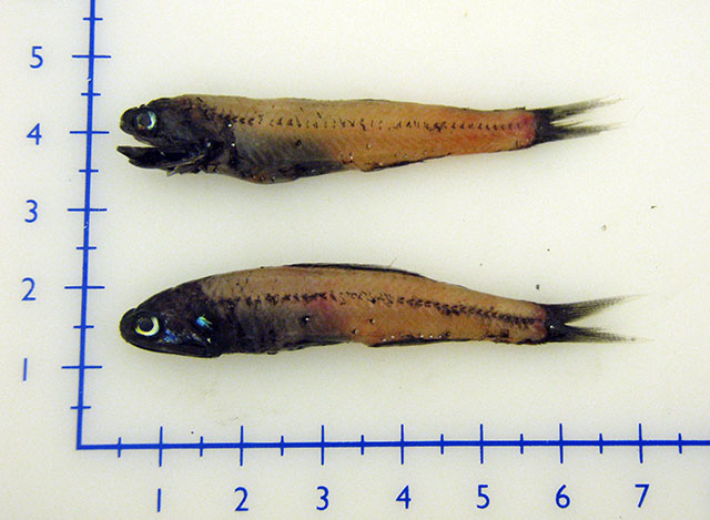 Notoscopelus resplendens