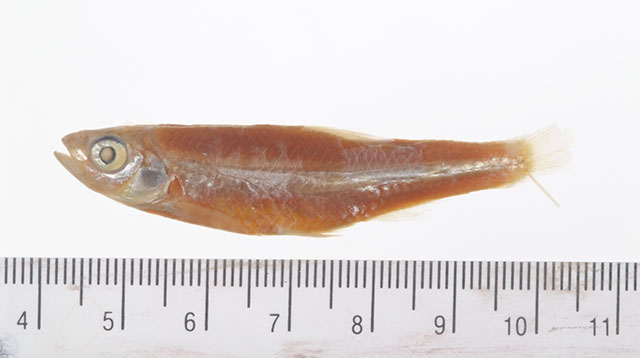 Notropis scepticus