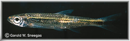 Notropis telescopus