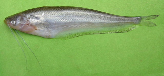 Ompok bimaculatus