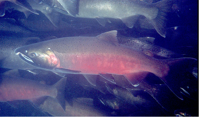 Oncorhynchus kisutch