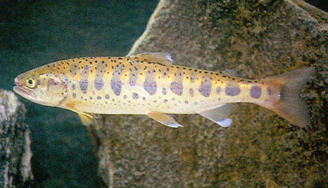 Oncorhynchus masou