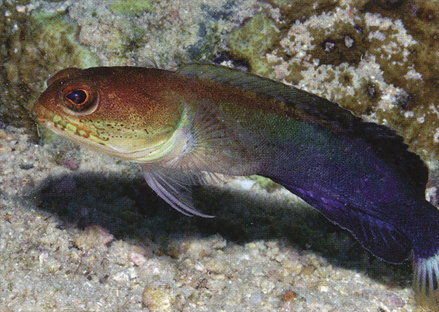 Opistognathus albicaudatus