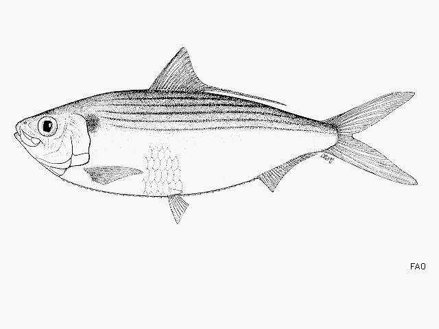 Opisthonema berlangai