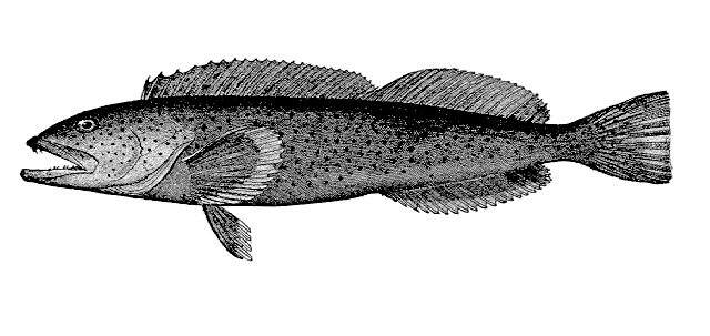 Ophiodon elongatus