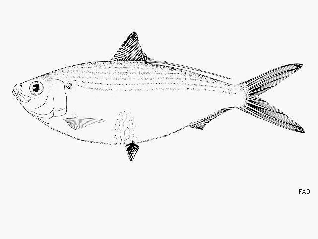 Opisthonema oglinum