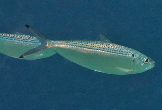 Opisthonema oglinum