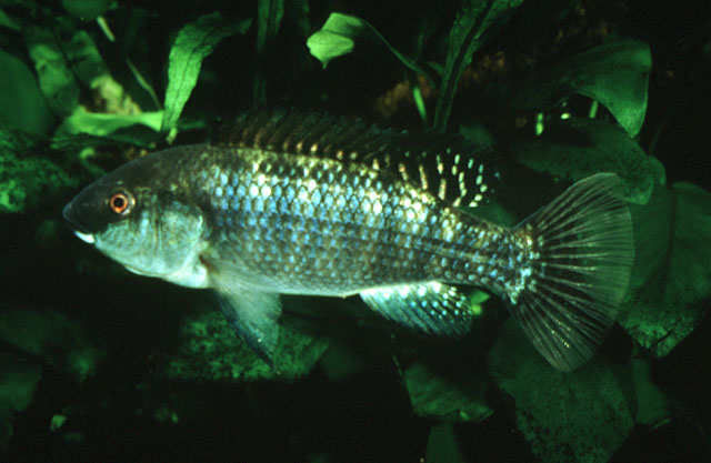 Oreochromis alcalicus