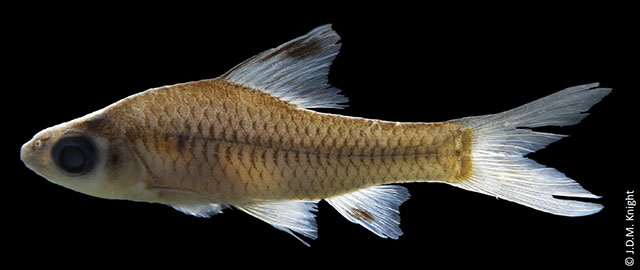 Oreichthys andrewi