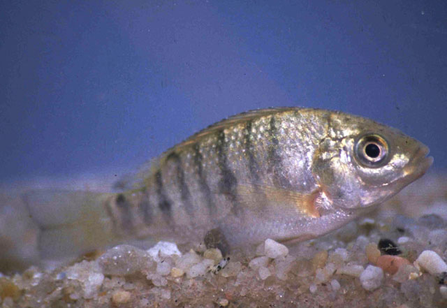 Oreochromis macrochir