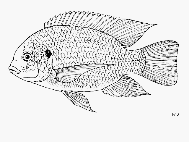 Oreochromis macrochir