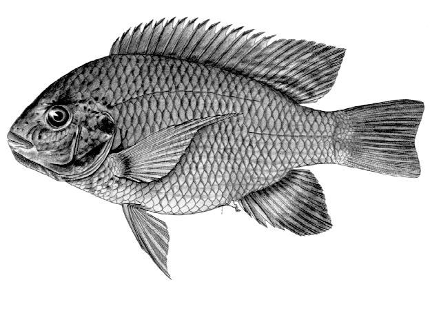 Oreochromis macrochir