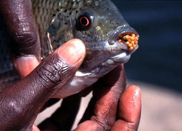 Oreochromis macrochir