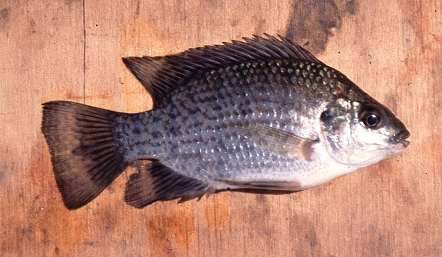 Oreochromis placidus