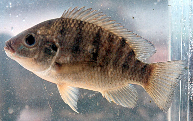 Oreochromis schwebischi