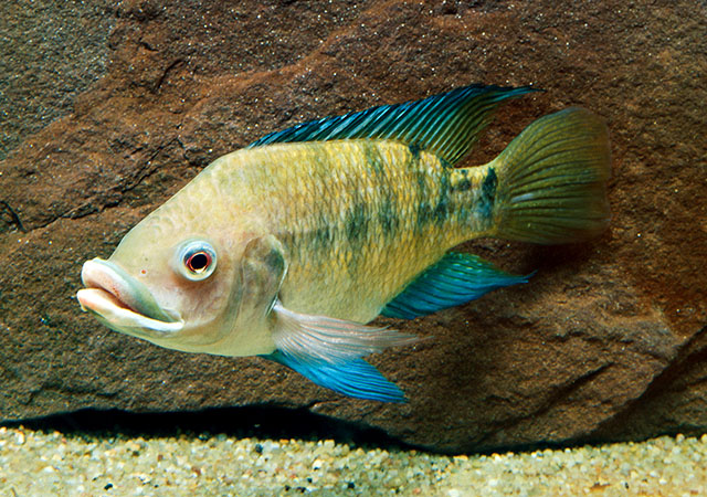 Oreochromis spilurus