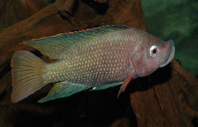 Oreochromis spilurus