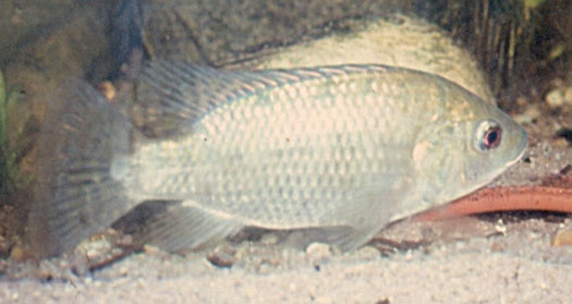 Oreochromis spilurus