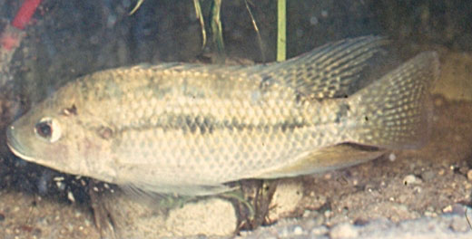 Oreochromis spilurus