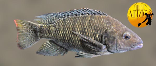 Oreochromis spilurus