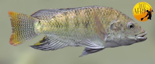 Oreochromis spilurus