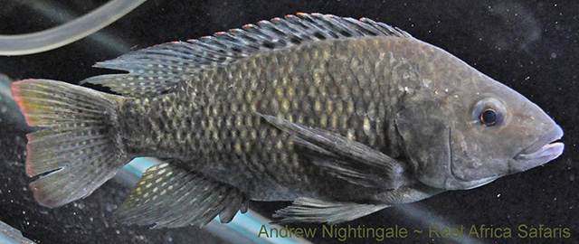 Oreochromis spilurus