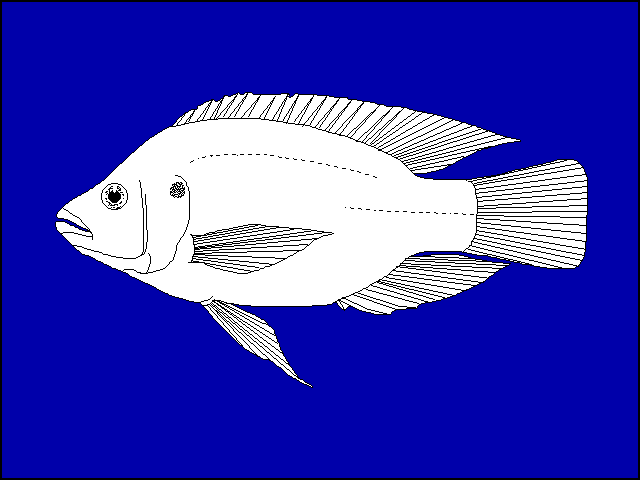 Oreochromis spilurus