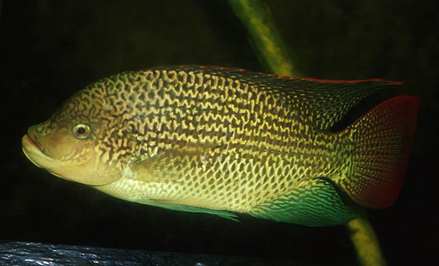 Oreochromis tanganicae