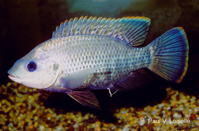 Oreochromis variabilis