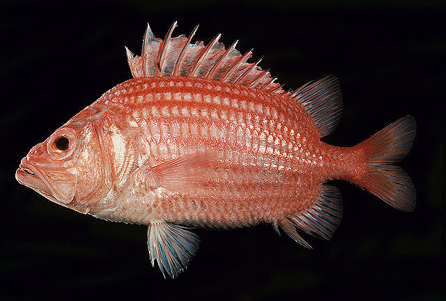 Ostichthys archiepiscopus