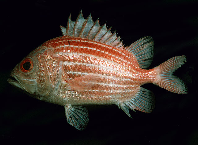 Ostichthys kaianus