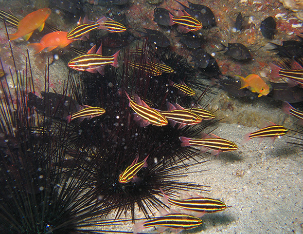 Ostorhinchus nigrofasciatus