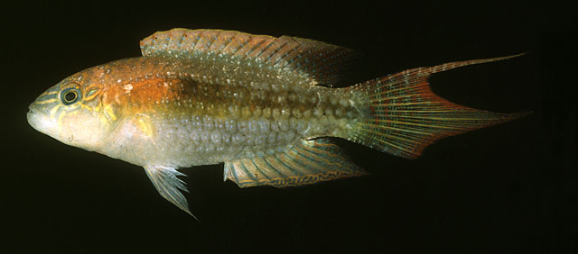 Oxycheilinus bimaculatus