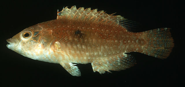 Oxycheilinus bimaculatus